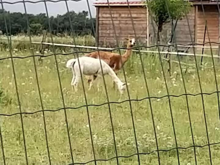 Belle Maison Du Quercy Septfonds Екстериор снимка