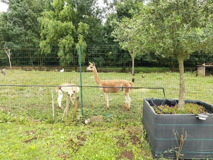 Belle Maison Du Quercy Septfonds Екстериор снимка